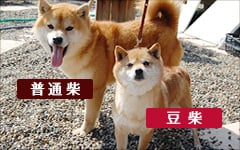 豆柴と柴犬の体格差