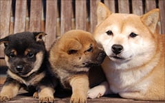 豆柴と柴犬の体格差